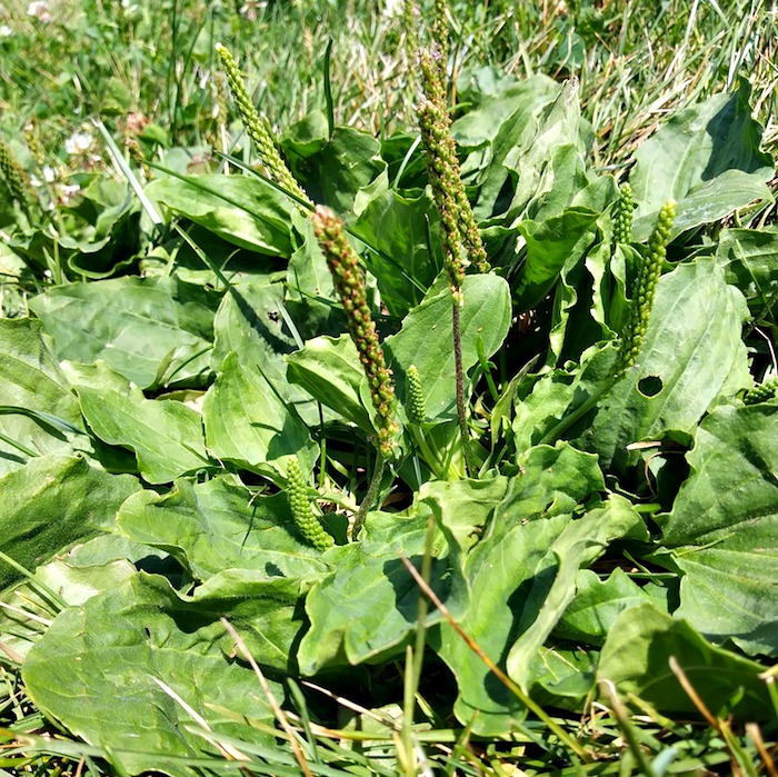 plantain leaf for poison ivy treatment