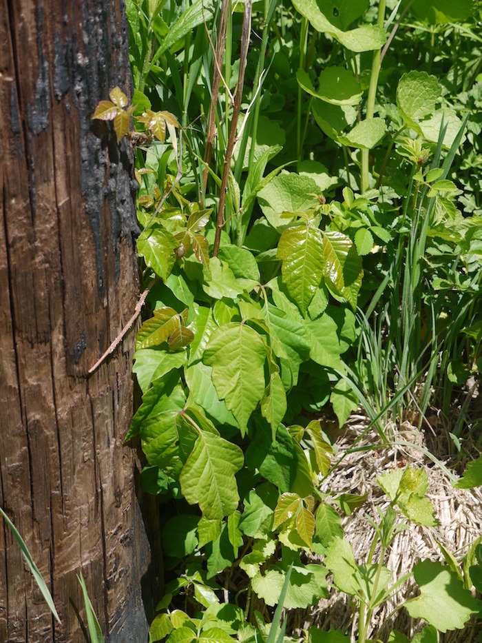 poison ivy growing up a telephone pole