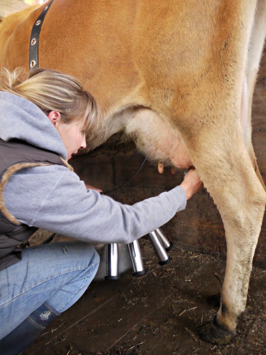 A woman milking her cow.