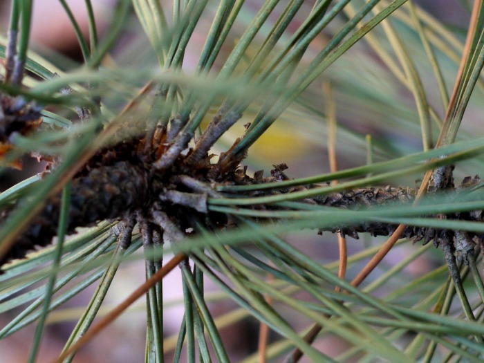 pine needles grow in clusters