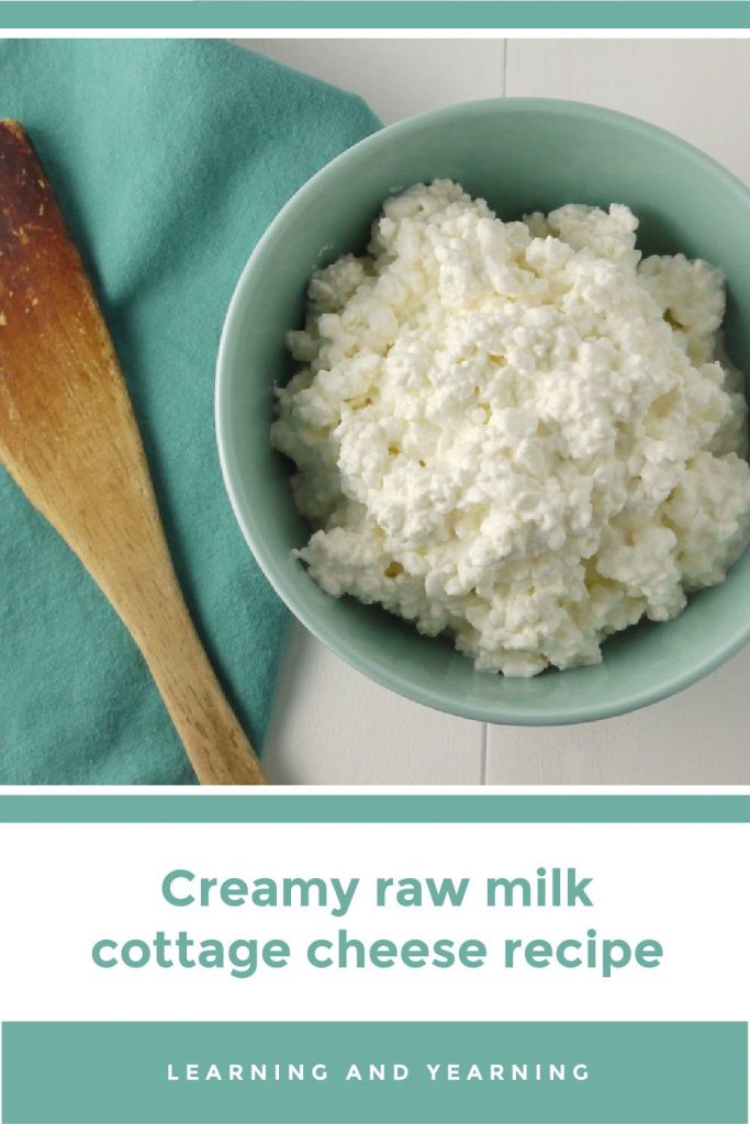 Creamy homemade raw milk cottage cheese!