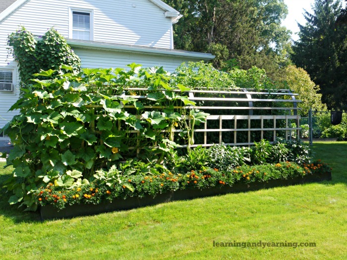 Part of our wood chip organic vegetable garden growing on a trellis