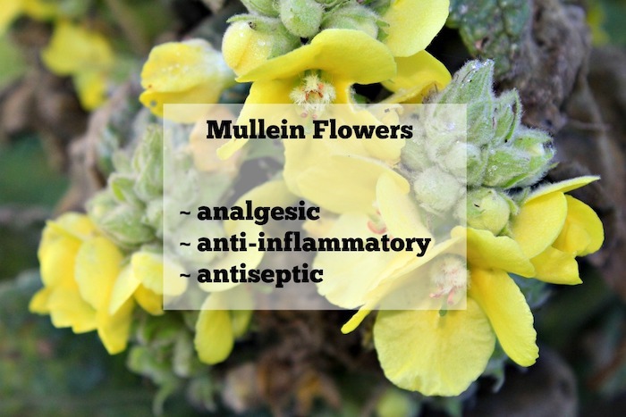 mullein flower medicinal properties