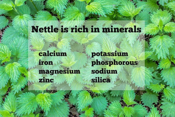 nettle is rich in minerals
