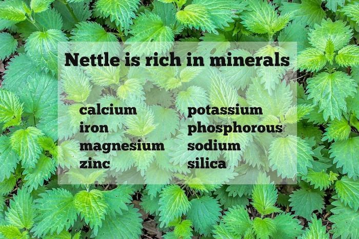 Nettle Leaves for Skin, to Protect and Mineral-Rich