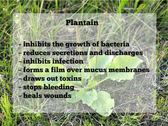 plantain benefits