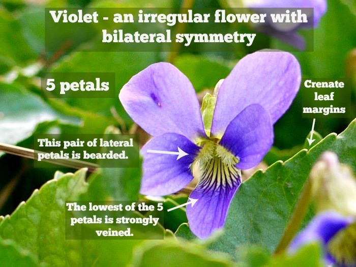 parts of the violet flower
