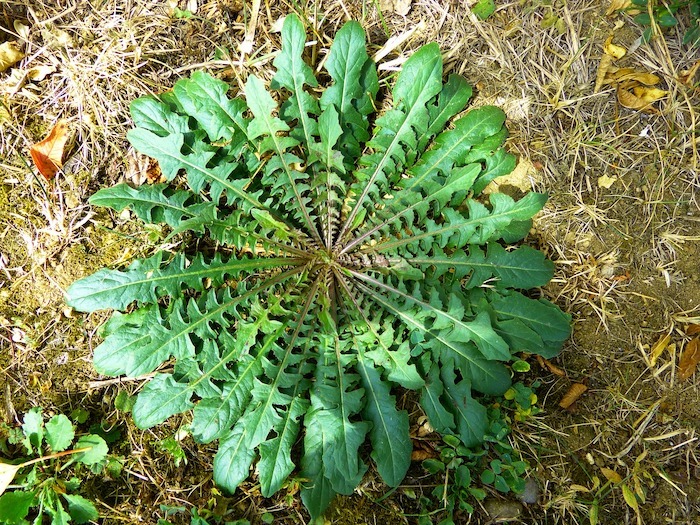 dandelion leaves form a basal rosette