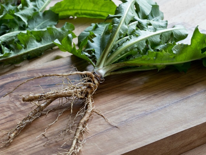 dandelion root and leaves