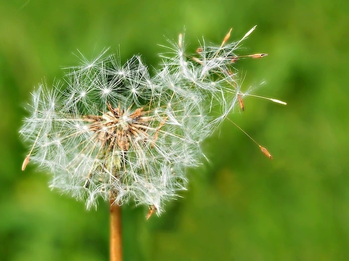 Hay vs. Straw in the Garden: Which is Better?