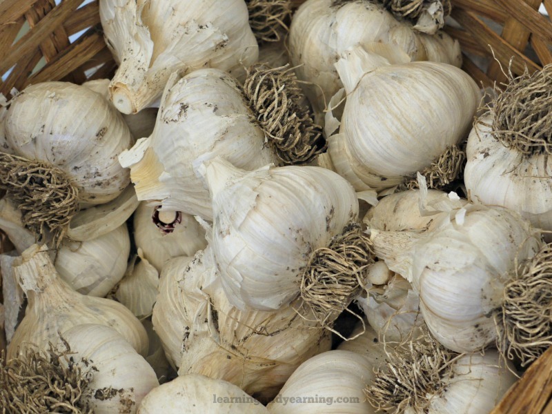garlic ready to preserve