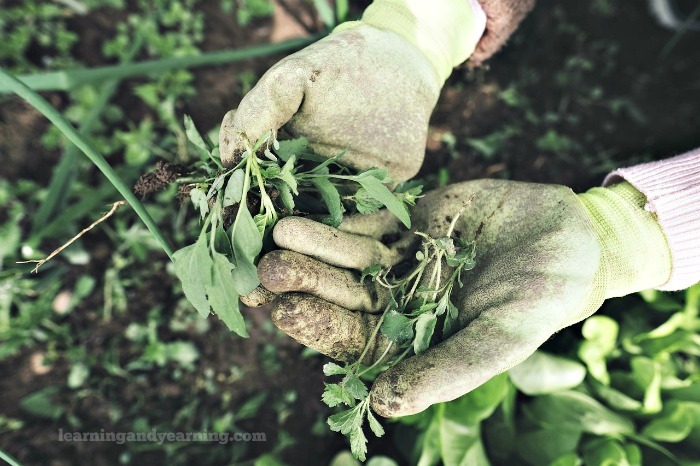 Hay vs. Straw in the Garden: Which is Better?