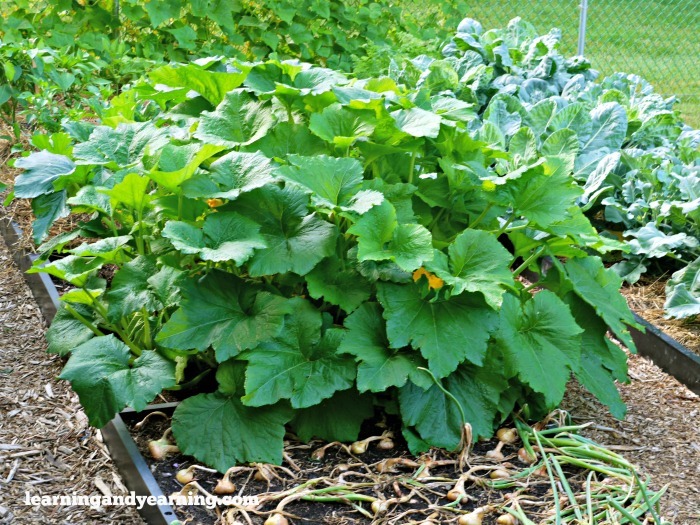 vegetables growing in fertile organic garden - improve soil fertility