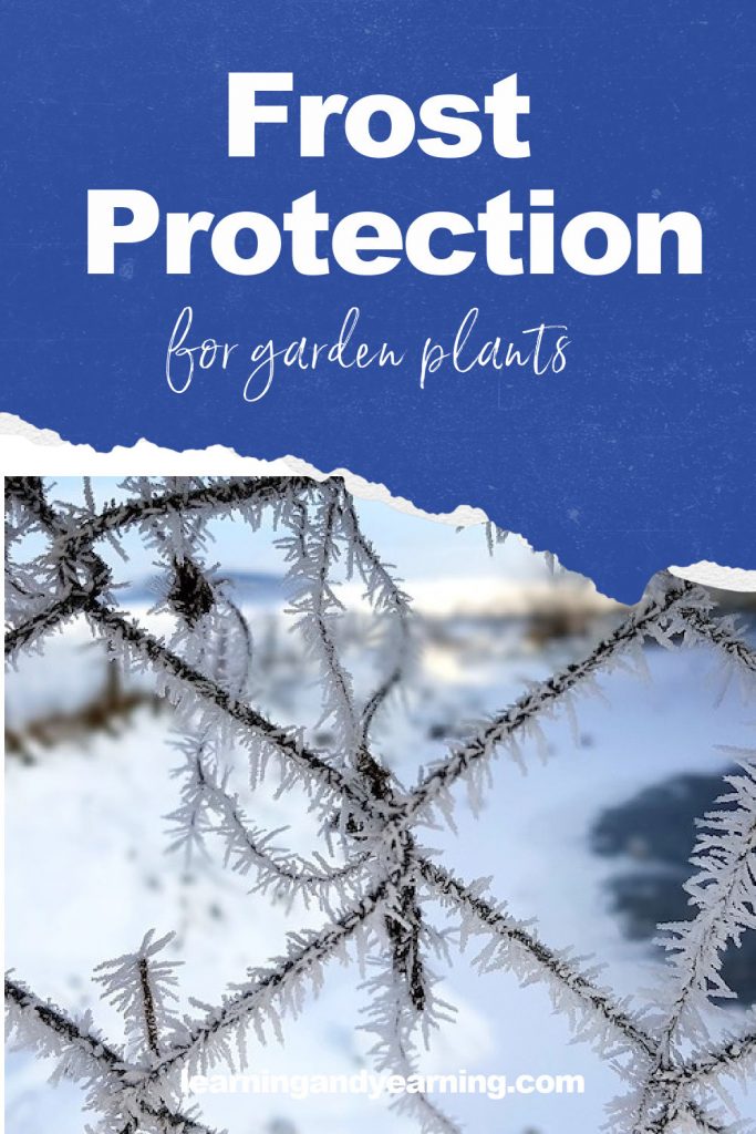 Protecting your garden plants from frost!