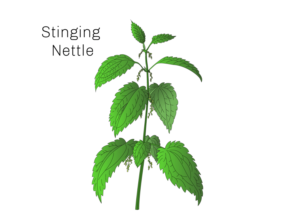 stinging nettle