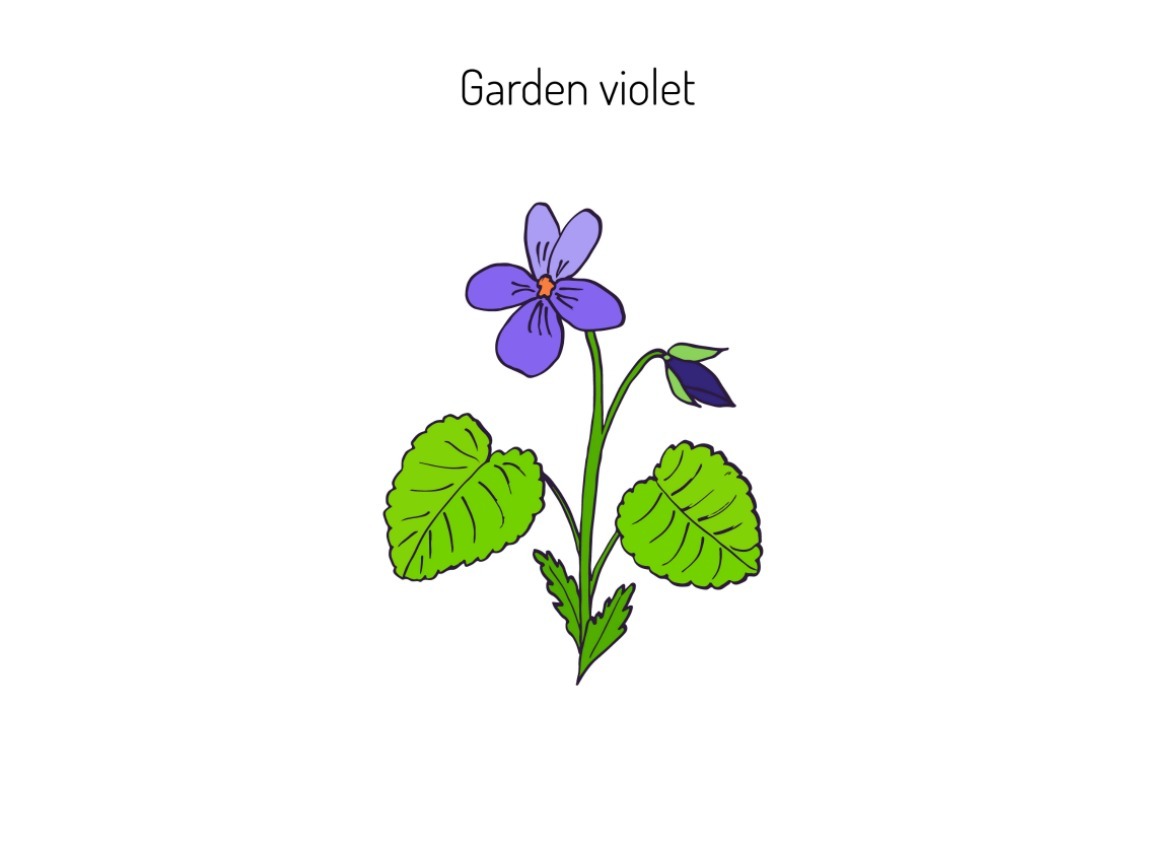 garden violet