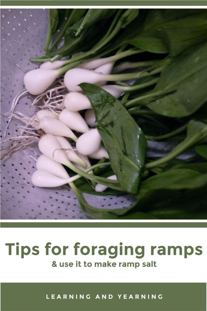 Tips for foraging ramps (and make ramp salt)!
