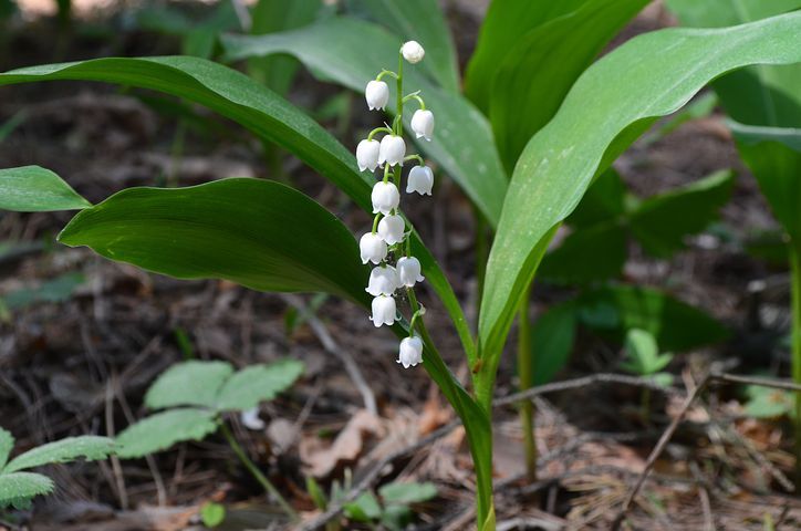 Lily of the valley - the leaf is a poisonous ramp look-alike. 