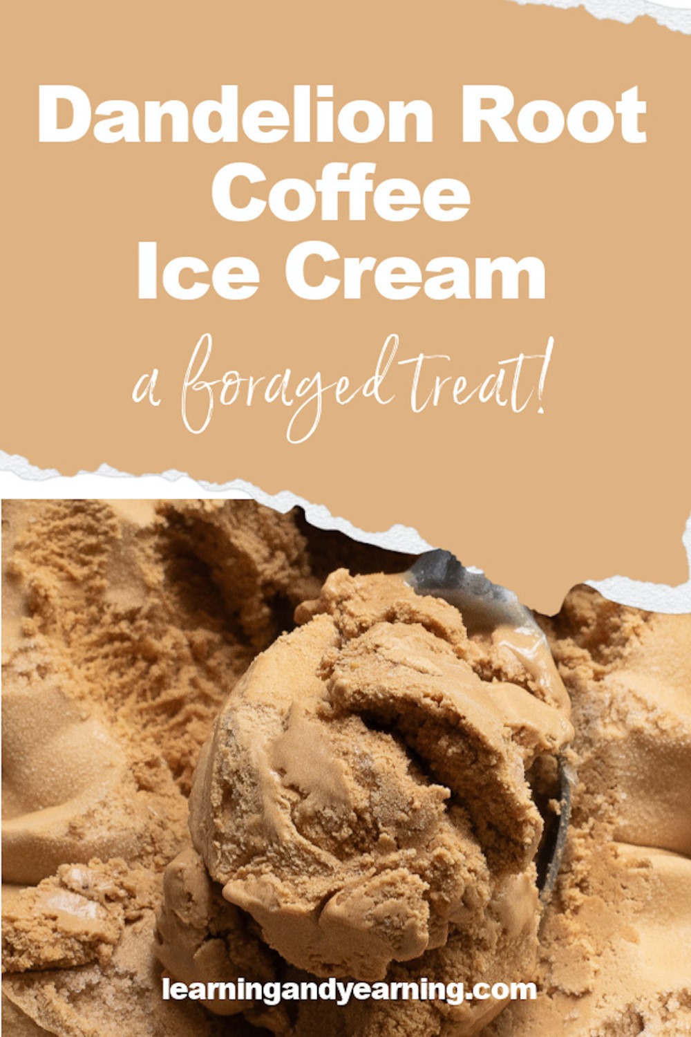 Forage some dandelion root and roast it to make coffee. Then use that dandelion coffee to create this delicious coffee ice cream!
