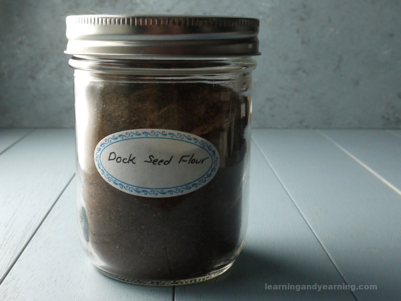 foraged dock seed flour