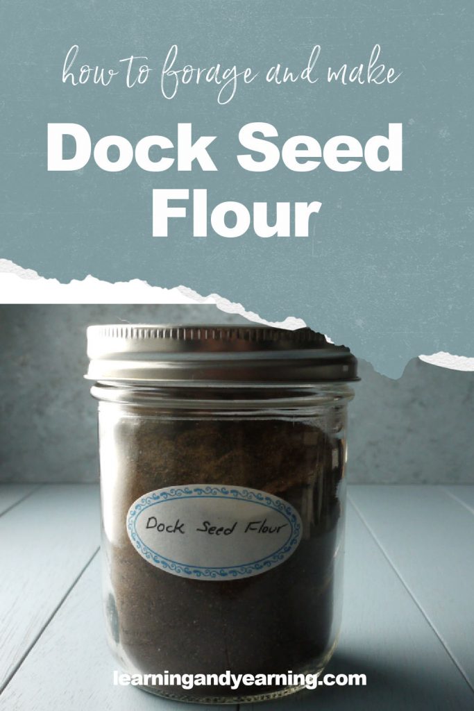 How to forage and make dock seed flour!