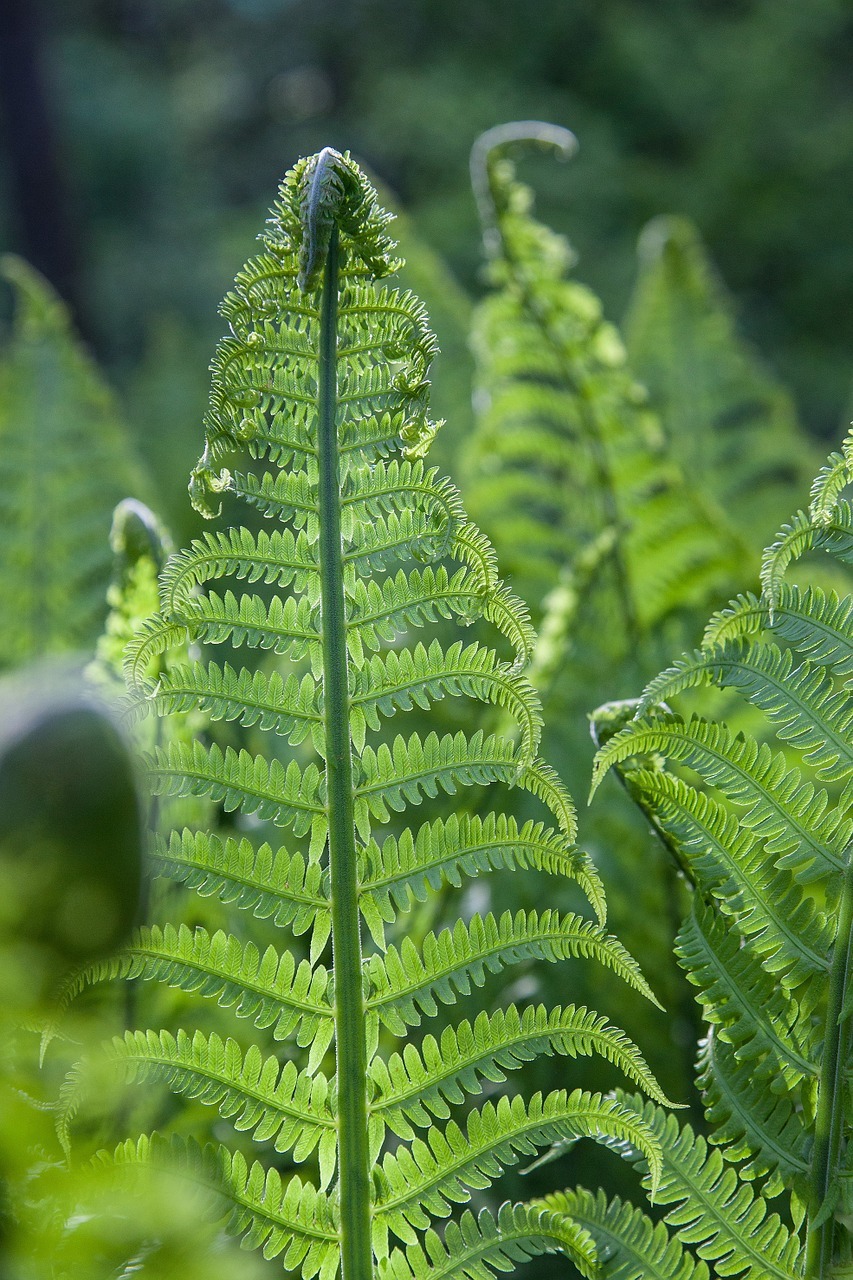 How to Forage Ostrich Fern Fiddleheads