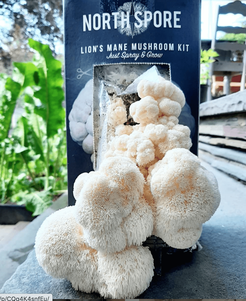 lion's mane mushroom growing kit