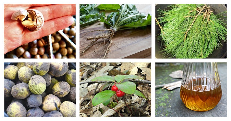 plants to forage in winter