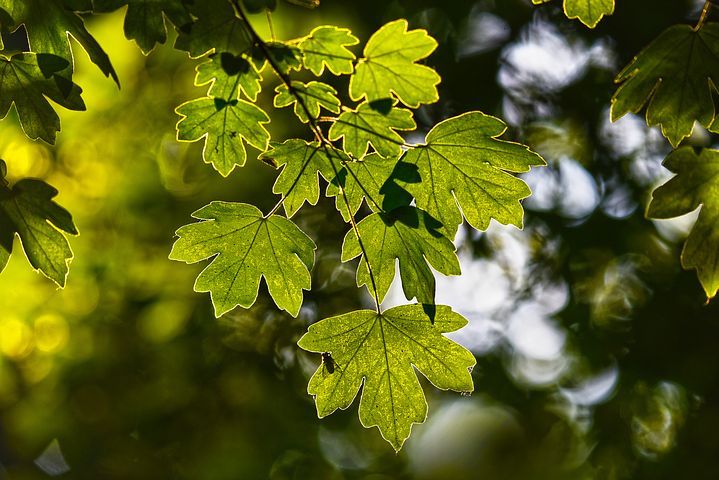 maple leaves, a perfect addition to ramial wood chip mulch