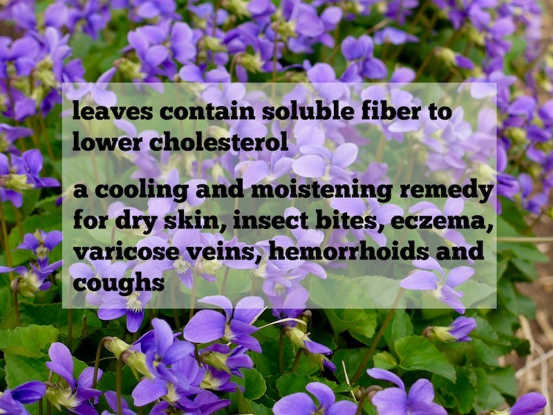 violet leaves lower cholesterol