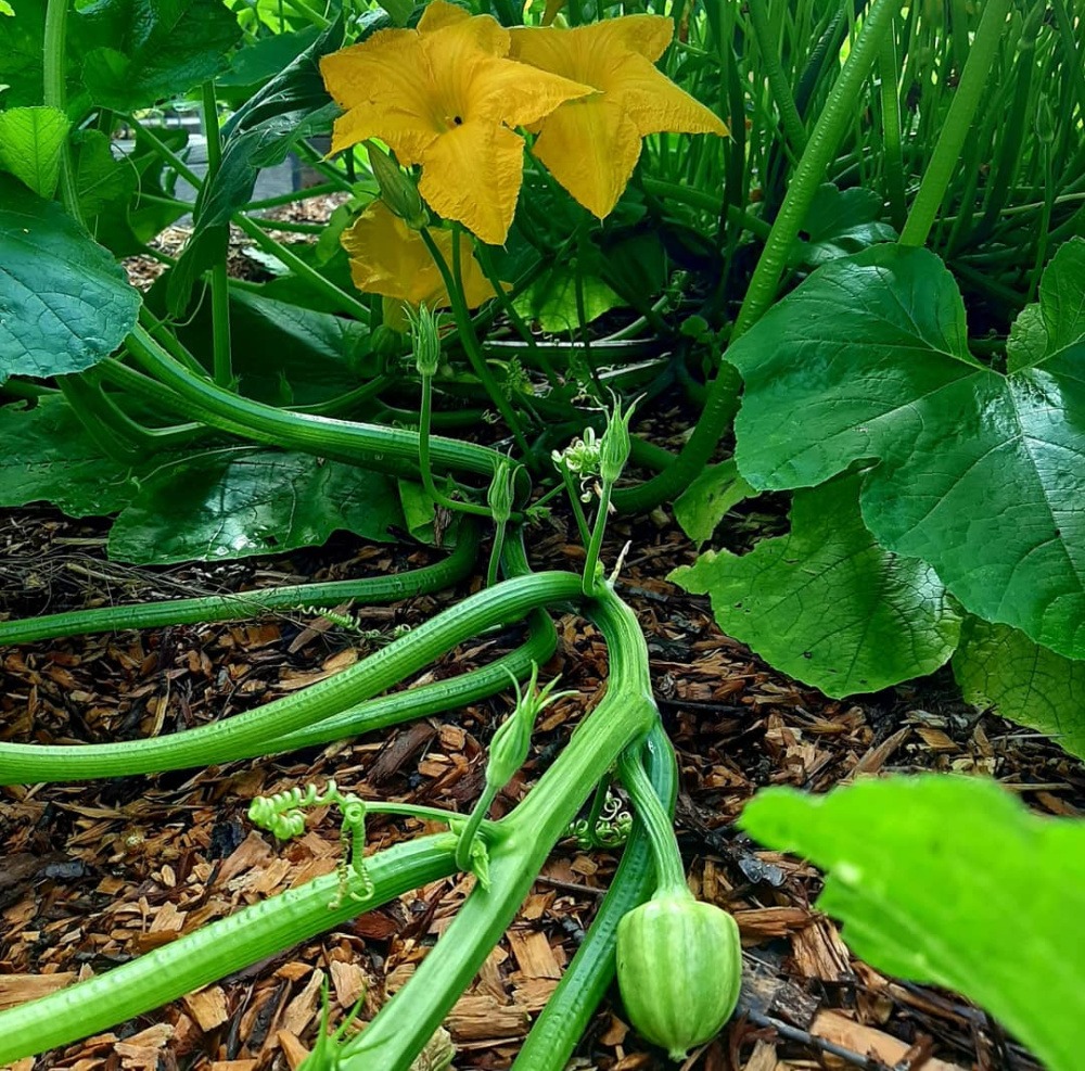 pumpkin plant growing in ramial wood chips