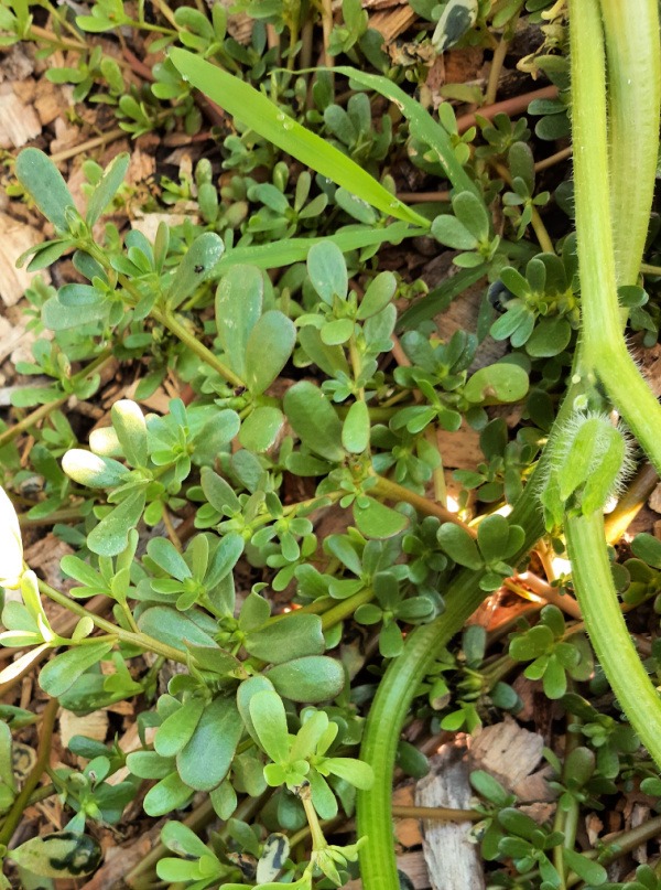 purslane growing in garden