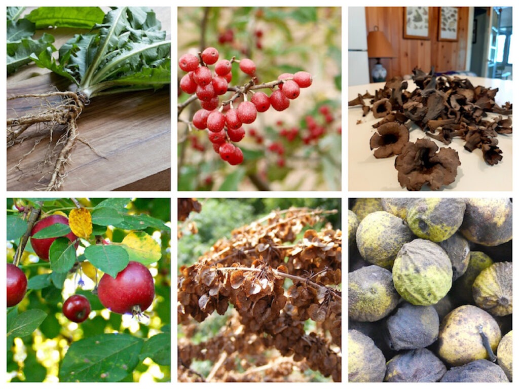 collage of fall plants to forage