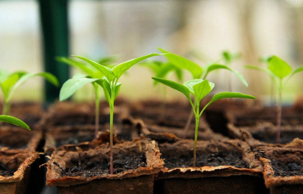 pepper seedlings growing in peat pots