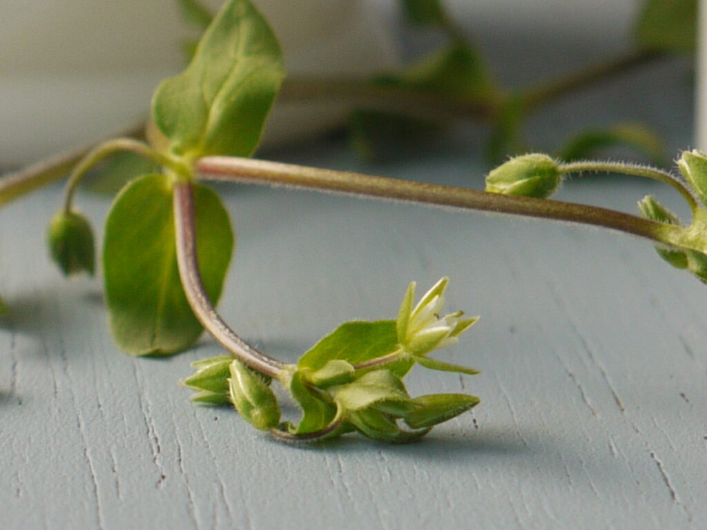 chickweed plant with flower