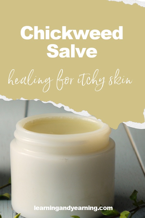 chickweed salve healing for itchy skin
