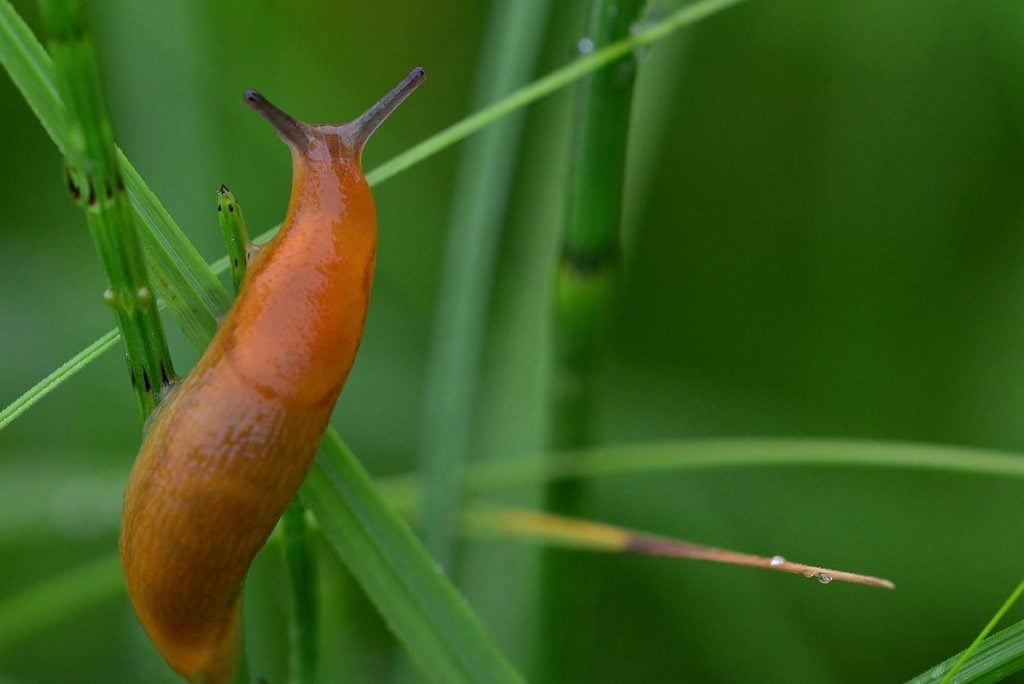 slug on garden plant