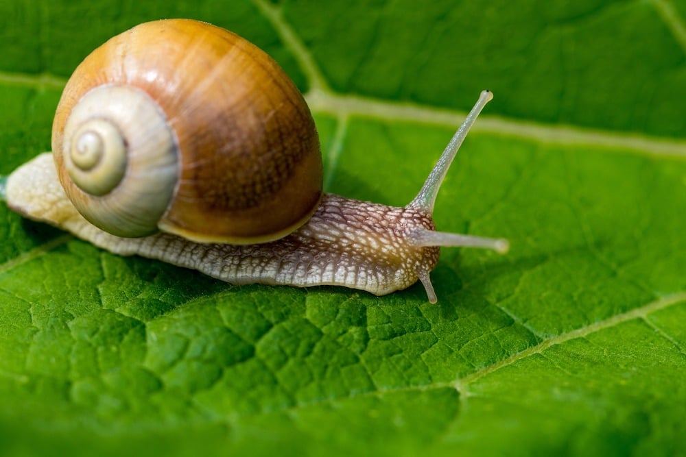 snail in the garden