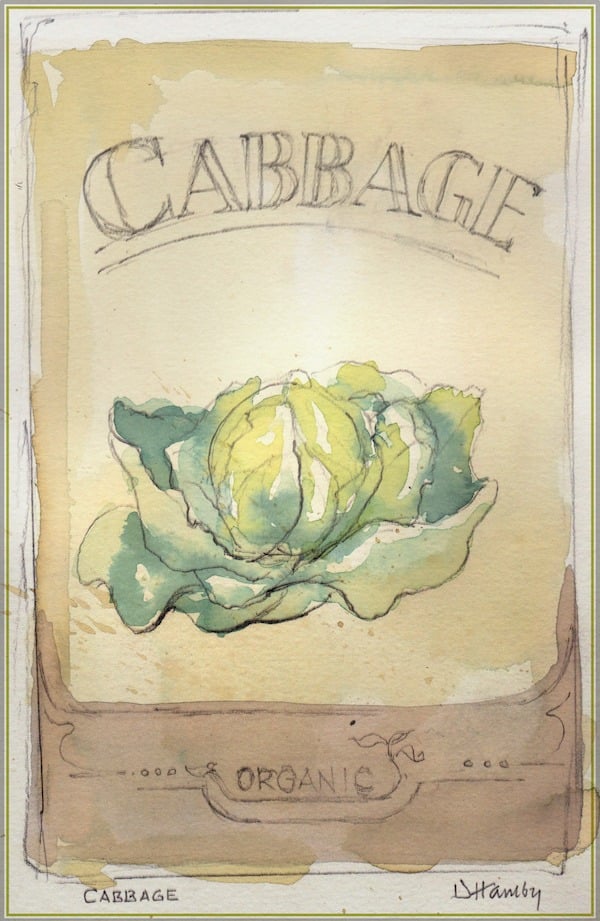 watercolor cabbage