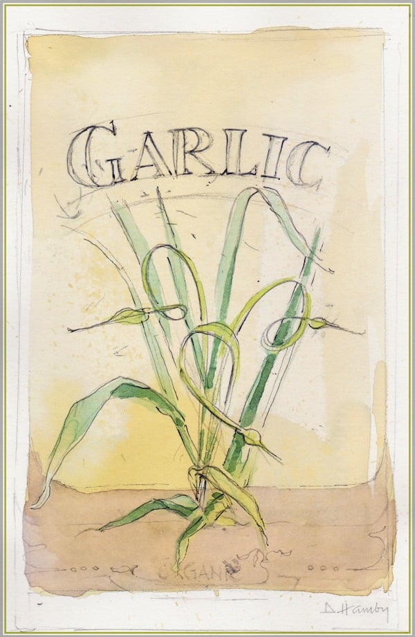 watercolor garlic