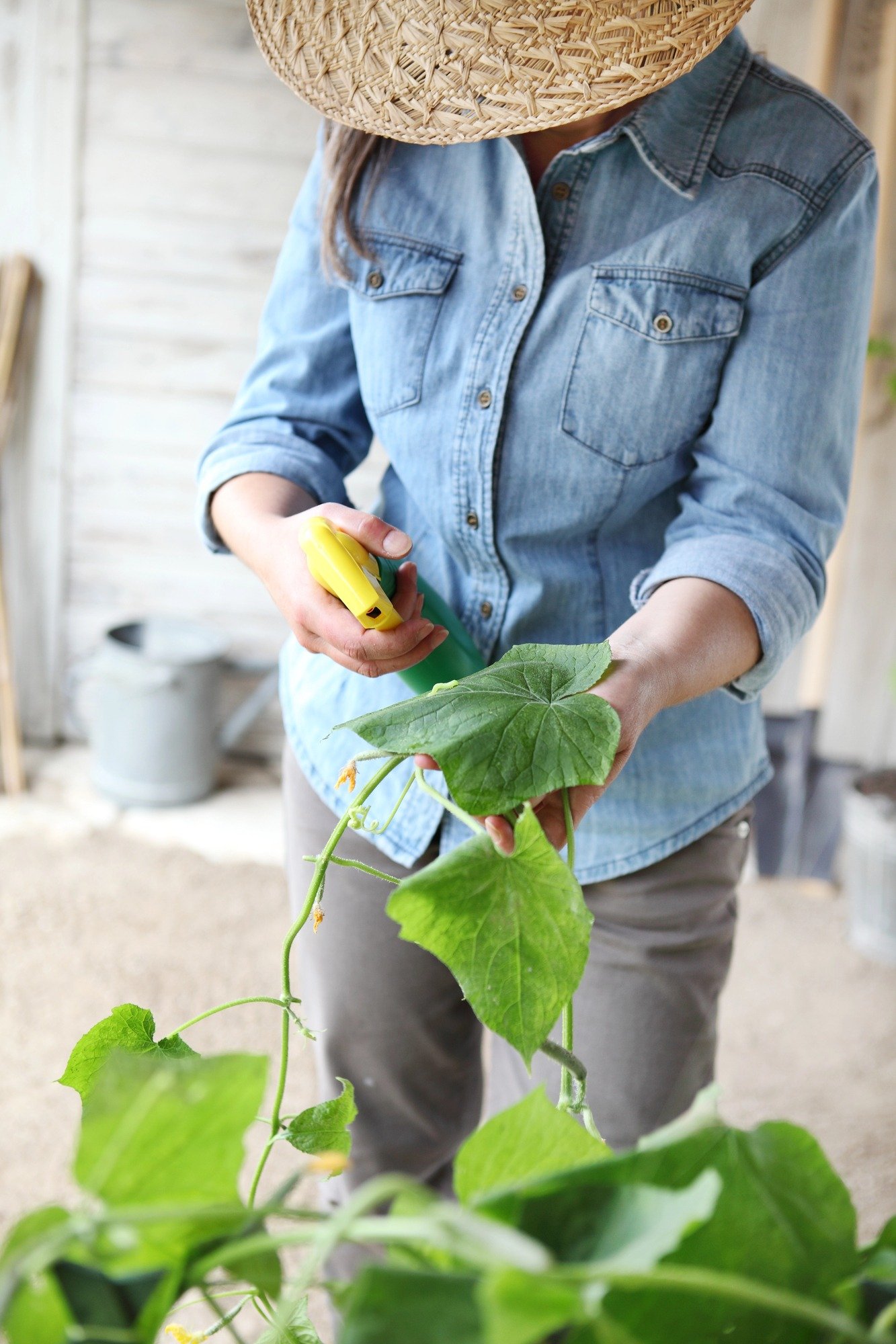 woman spraying plants in garden